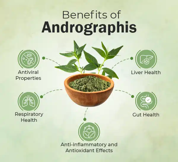 Andrografis 1000mg Extract 10.1; 60 kaps. - Podrška snažnom imunitetu,protiv gripa i virusa,u borbi sa kancerom detox jetre,jačanje zdravlja zglobova,Pslalae-Tajland