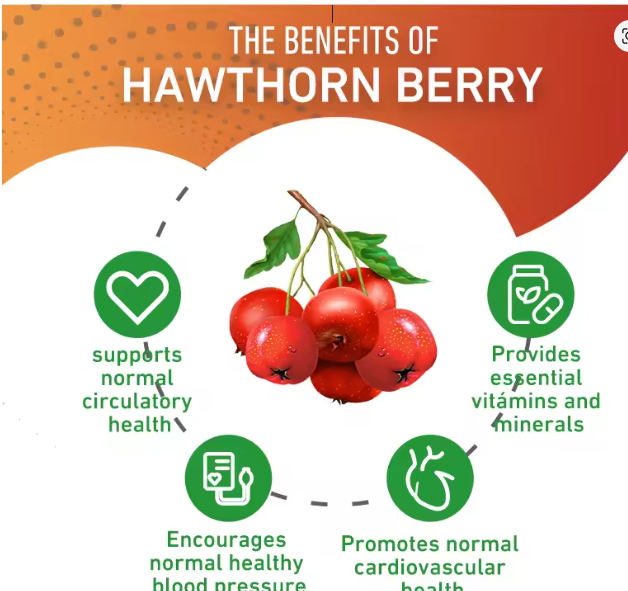 Ekstrakt Gloga 20:1, jačina 8000 mg - Podržava krvni pritisak(Blago snižavanje krvnog pritiska) i zdravu cirkulaciju,smanjenje nervne napetosti koja diže pritisak