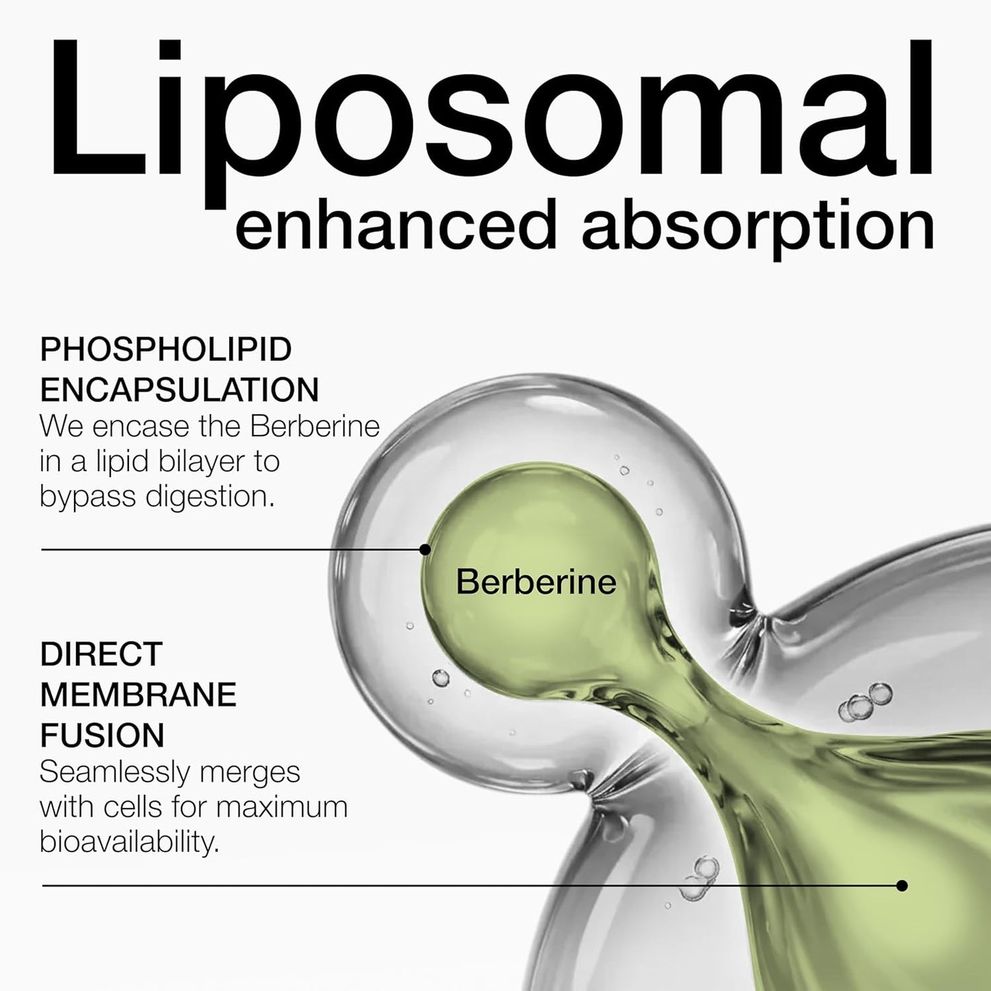 Berberin LIPOSOMAL 1000mg/2 kapsule(500mg/ 60 kaps).Podrška metabolizmu, nivou šećera u krvi,insulinskoj rezistenciji,energiji, težini i kardiovaskularnom zdravlju Naš Brend & "Japan-Bingo Aladdin Bio-tech Co.Ltd" za USA/Eu Reklamna cena-ISKORISTE je !