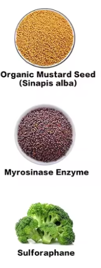 Liposomal Sulforafan+Glukofarin 60 kaps.u kombinaciji Brokoli+seme Gorušice(Mustard)-Velika bio-raspoloživost i efikasnost Sulforaphana;AIRBOT-Engleska;Podrška detoxifikaciji jetre,regeneraciji ćelija i zaštiti DNK,imunitetu...,Reklamna Akciska cijena..